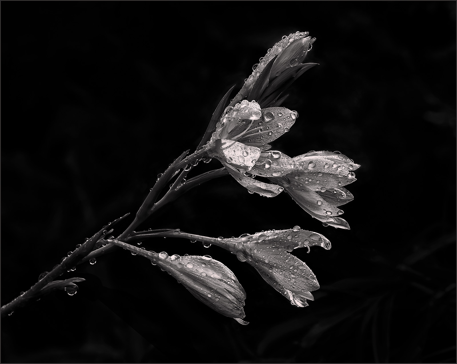 Morning Dew - Ann Laverock